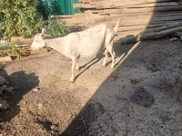 ወንድ ፍየል, Goats — ፎቶ 4