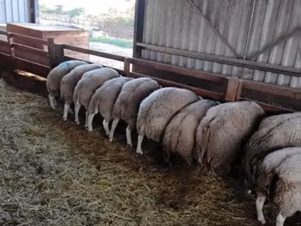 Ram, Beltex sheep — United Kingdom