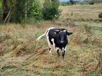 Cow, Russian Black pied cattle — photo 3