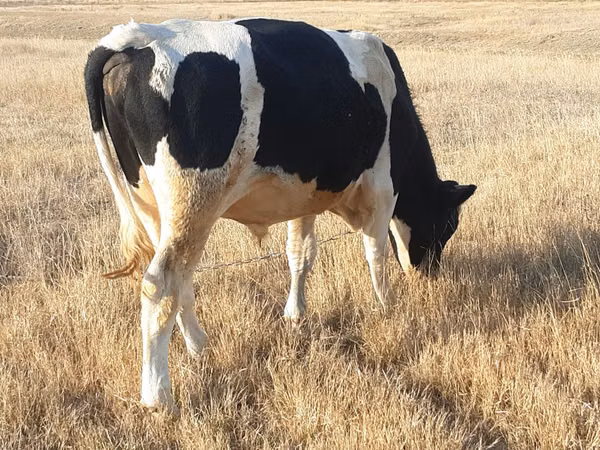 Bull, Russian Black pied cattle — Moldova
