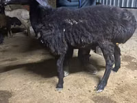 የጎትት አውራ በግ, Sheep — ፎቶ 4