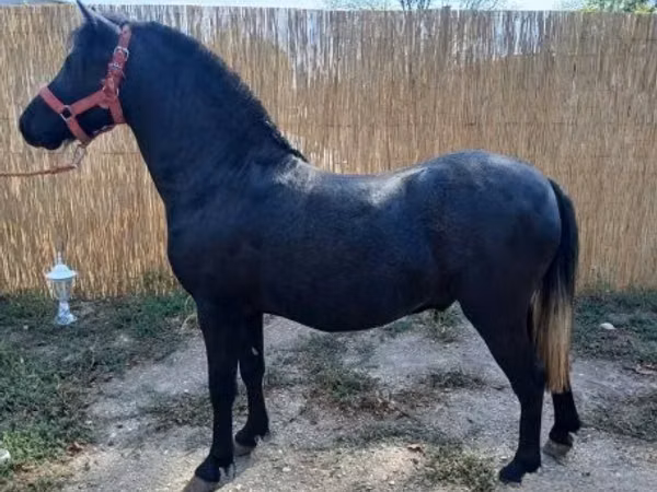 Pastuv, Коњи — Мађарска