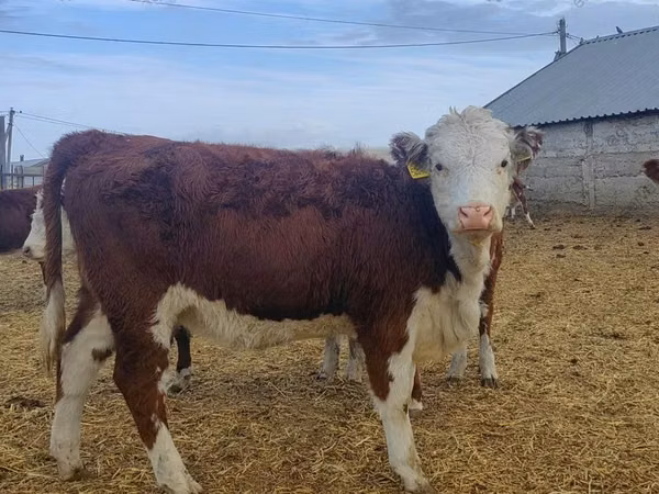 Vache, Race Holstein