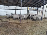 Ovan, Romanov sheep — fotografija 2