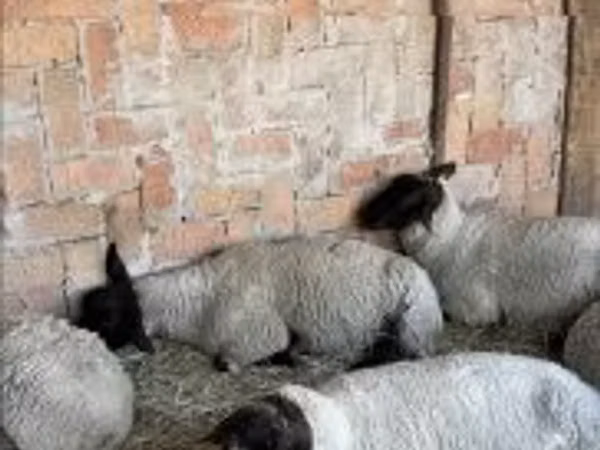 Sheep, White Suffolk sheep