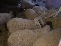 گوسفند (گروه، جنسیت مشخص نشده), Suffolk sheep — عکس 2