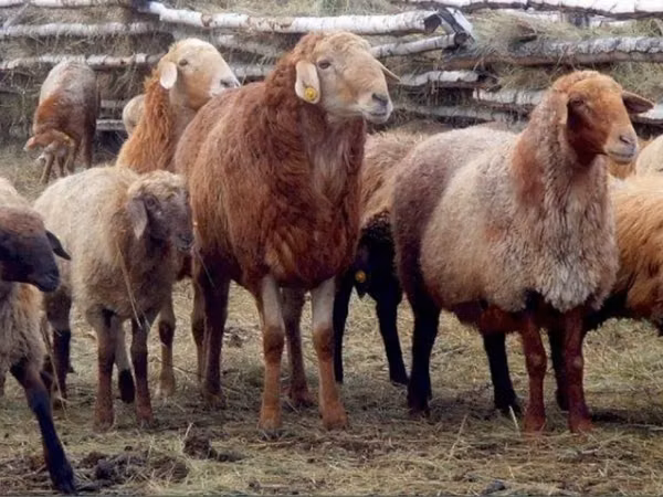 Ram, Sheep — Kazakhstan