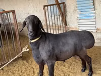 公羊, Sheep — 照片 2