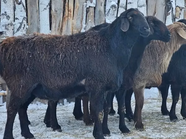Sheep, Edilbay sheep