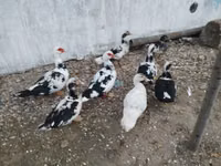 Ducks — снимка 7