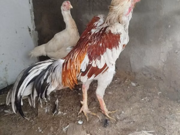 Chickens — Aserbajdsjan