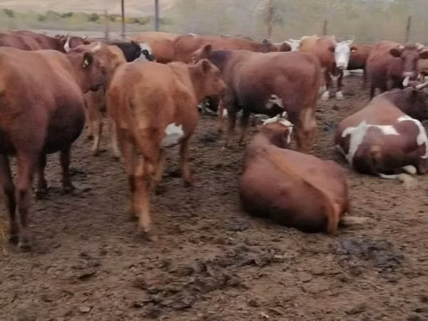 Ng'ombe jike, Ng'ombe wa nyanda za milima mwekundu