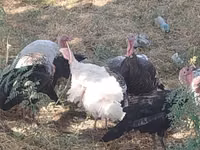 Turkeys — photo 1