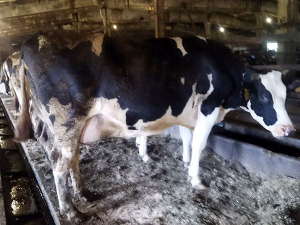 Cow, Russian Black pied cattle — Russia