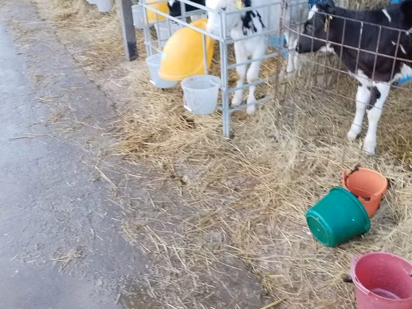Boğa, Holstein ırkı