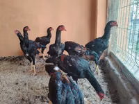 Chickens — foto 3