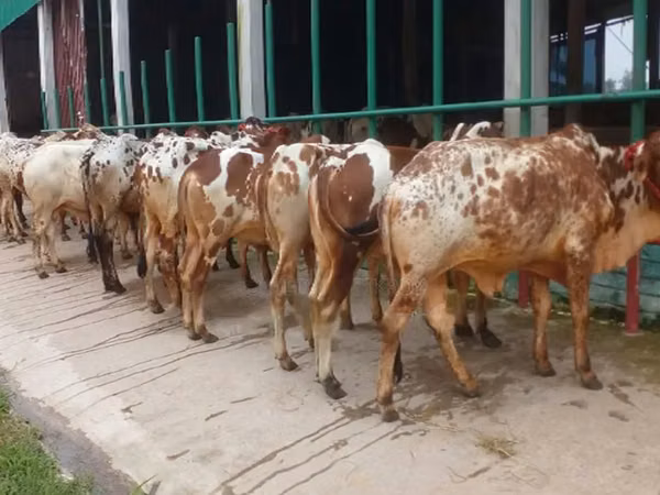 Dibi, Cattle — Bangaladhesh