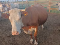 Vache, Simmental cattle — photo 2