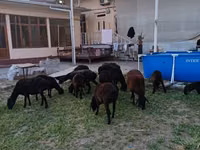 የጎትት አውራ በግ, Sheep — ፎቶ 3