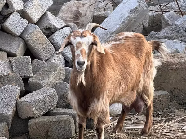 Koza, Nubian Goat