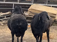 Ovan, Hissar sheep — fotografija 1