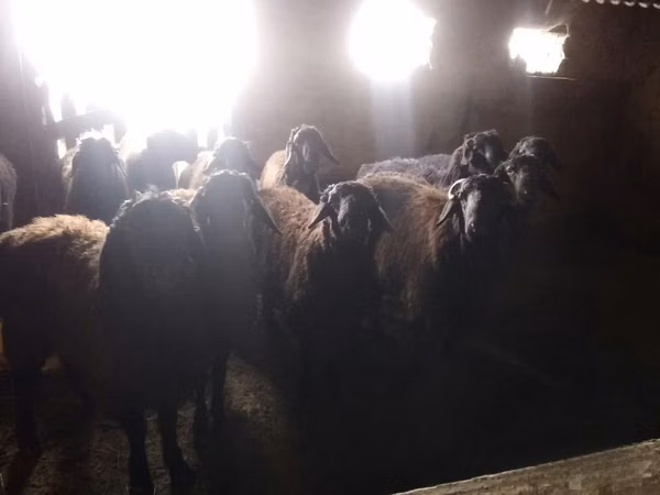 Ram, Rhon sheep — Uzbekistan