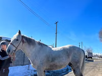 Hingst, Kazakh horse — foto 3