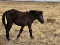 Бие, Kazakh horse — 8-сурет