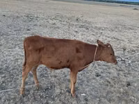 雌牛, Latvian Blue cattle — 写真 6