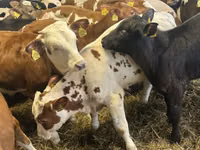Rundvee (partij, geslacht niet gespecificeerd), Runderen — foto 4