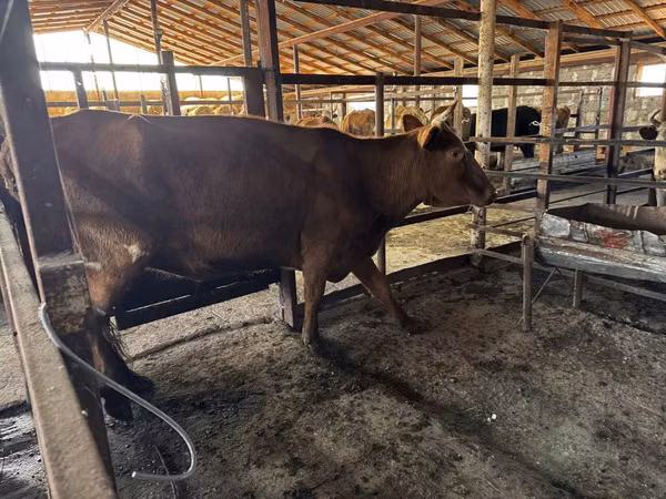 Cow, Simmental cattle