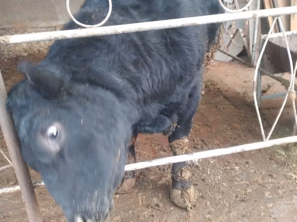 Bull, Aberdeen-Angus — Uzbekistan