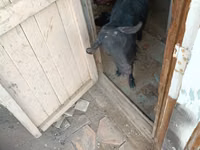 Kozioł, Saanen goat — zdjęcie 6
