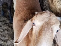 Ram, Sheep — photo 5