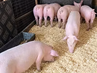 Boar, Pigs — photo 2