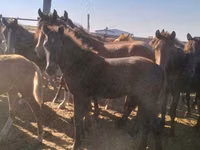 Ngựa cái, Kazakh horse — ảnh 2