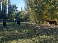 مادیان, اسب — عکس 3
