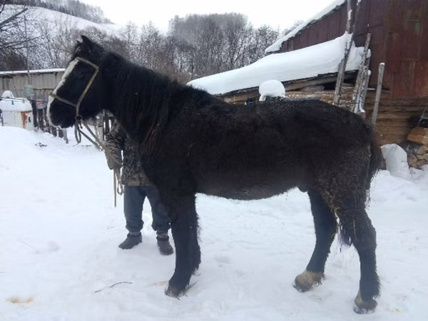 Horse (M), Horses — Russia