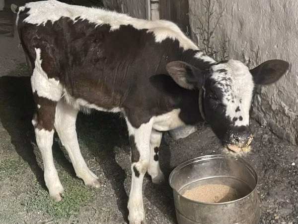 گاو ماده, Latvian Blue cattle