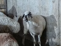 میش, گوسفند — عکس 4