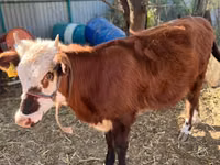Cow, Kazakh White-headed cow — photo 4