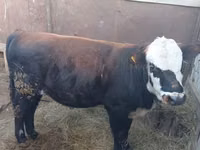 Bull, Kazakh White-headed cow — photo 3