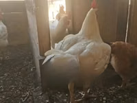 Chickens — foto 2
