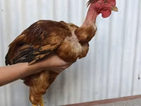 Chickens — sawirka 1