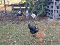 Chickens — foto 3