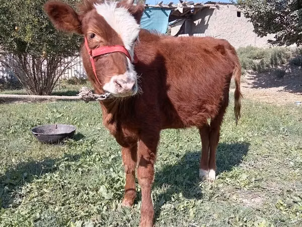Sheep (batch, sex not specified), Sheep