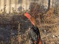 Chickens — photo 2