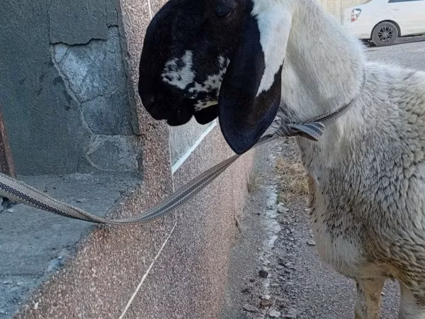 Ovan, Arashan sheep