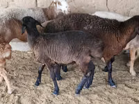 Oveja, Arashan sheep — foto 6