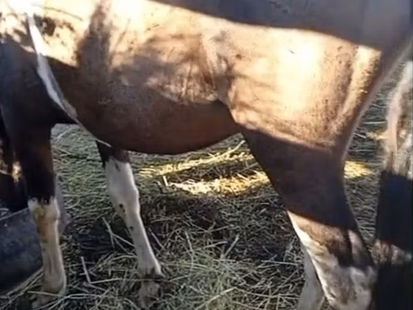 Kuda betina, Horses — Kazakhstan